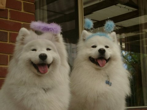 Samoyed blowing cheap coat